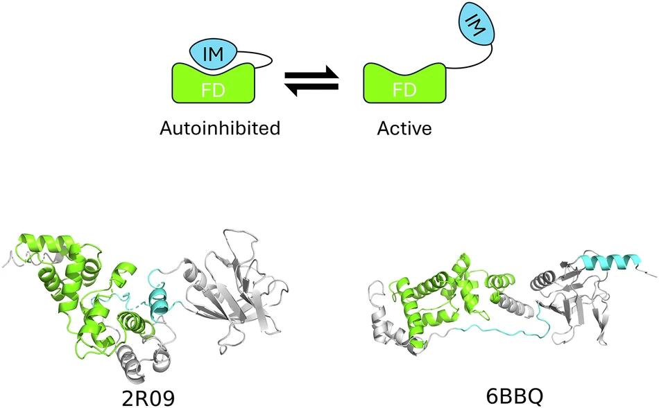 Figure from Challenging AlphaFold in predicting proteins with large-scale allosteric transitions