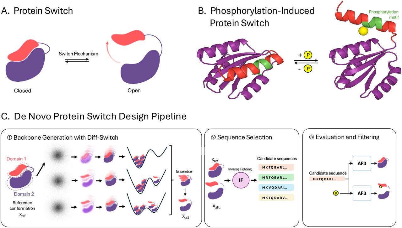 Protein switches and the de novo protein switch design pipeline with Diff-Switch