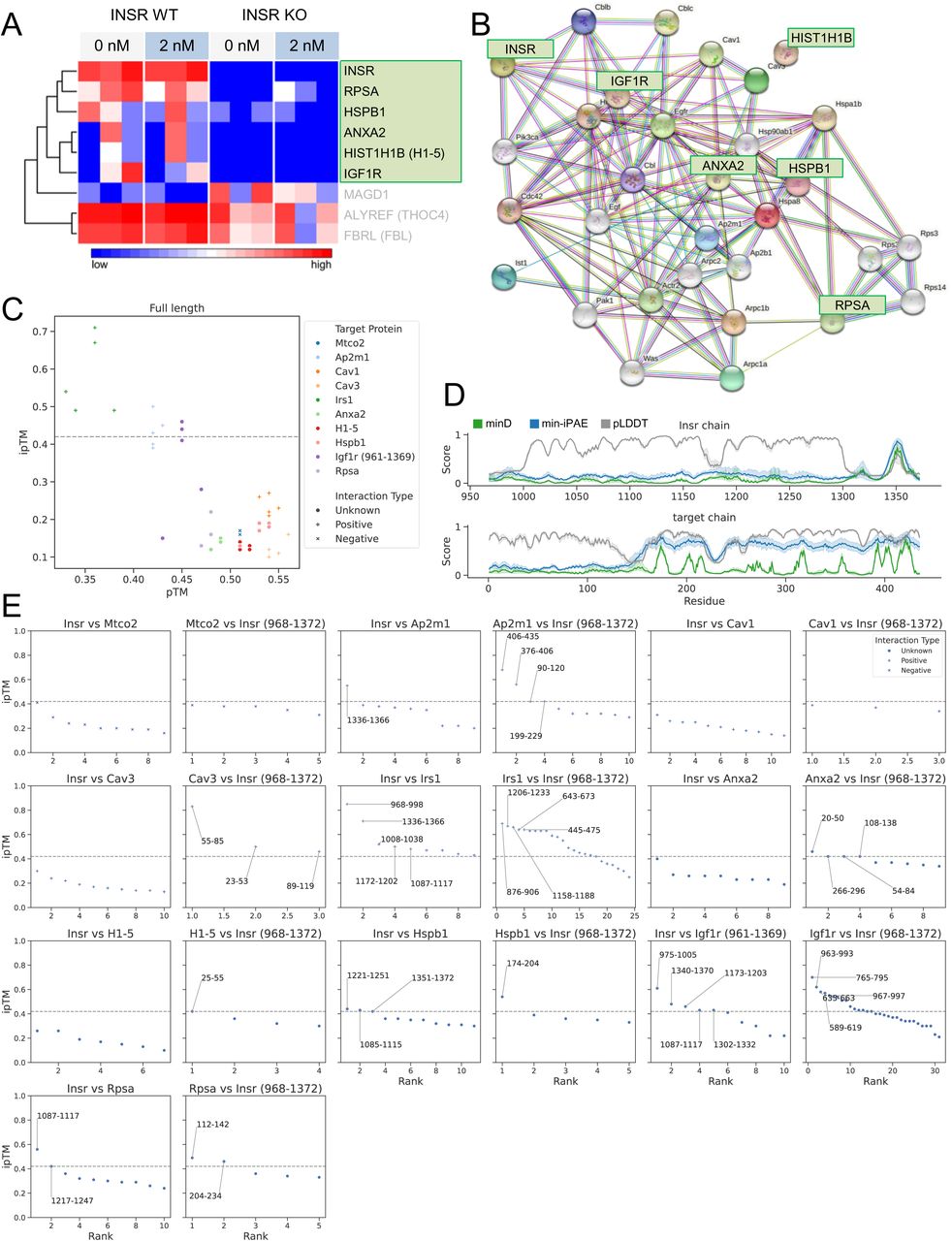 Figure from Insulin-dependent and -independent dynamics of insulin receptor trafficking in muscle cells