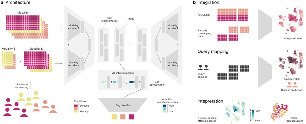 Figure from Multimodal weakly supervised learning to identify disease-specific changes in single-cell atlases